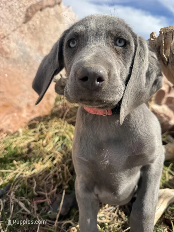 Pink Collar - blue female