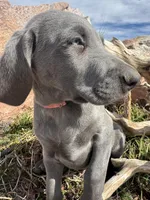 Pink Collar - blue female, a female Weimaraner for sale in Joes, CO – Photo 2 of 8