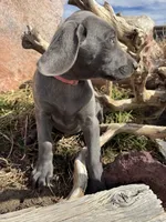 Pink Collar - blue female, a female Weimaraner for sale in Joes, CO – Photo 8 of 8