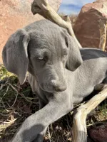 Pink Collar - blue female, a female Weimaraner for sale in Joes, CO – Photo 4 of 8