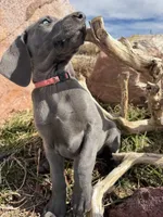 Pink Collar - blue female, a female Weimaraner for sale in Joes, CO – Photo 6 of 8