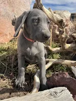 Pink Collar - blue female, a female Weimaraner for sale in Joes, CO – Photo 5 of 8