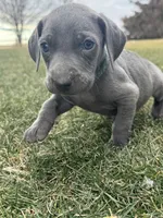Green Collar Blue Male, a male Weimaraner for sale in Joes, CO – Photo 2 of 7