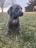 Green Collar Blue Male, a male Weimaraner for sale in Joes, CO – Photo 1 of 7