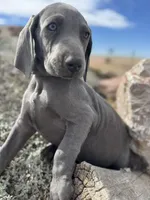 Green Collar Blue Male, a male Weimaraner for sale in Joes, CO – Photo 4 of 7