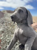 Green Collar Blue Male, a male Weimaraner for sale in Joes, CO – Photo 5 of 7