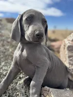Green Collar Blue Male, a male Weimaraner for sale in Joes, CO – Photo 6 of 7