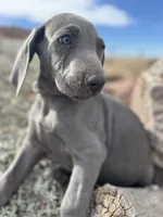 Green Collar Blue Male, a male Weimaraner for sale in Joes, CO – Photo 3 of 7