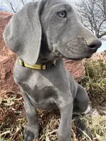 Yellow Collar - blue female, a female Weimaraner for sale in Joes, CO – Photo 5 of 7