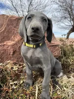 Yellow Collar - blue female, a female Weimaraner for sale in Joes, CO – Photo 6 of 7
