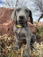 Yellow Collar - blue female, a female Weimaraner for sale in Joes, CO – Photo 4 of 7