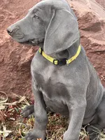 Yellow Collar - blue female, a female Weimaraner for sale in Joes, CO – Photo 3 of 7