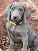 Yellow Collar - blue female, a female Weimaraner for sale in Joes, CO – Photo 2 of 7