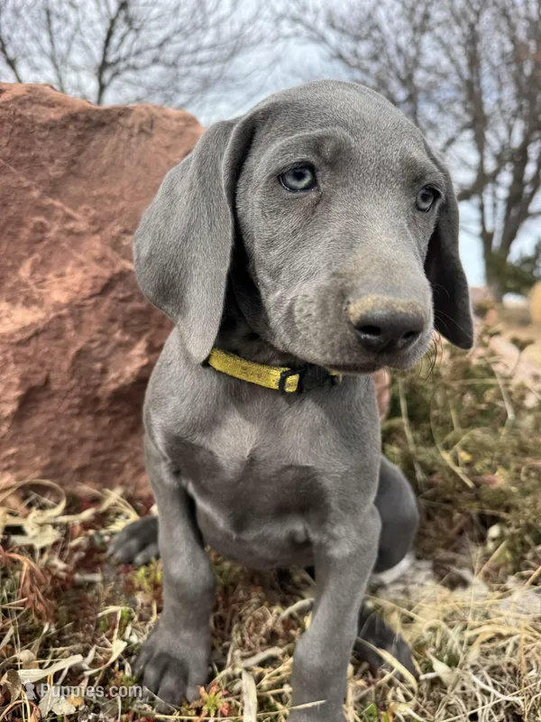 Yellow Collar - blue female