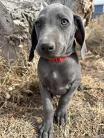 Red Collar - blue female , a female Weimaraner for sale in Joes, CO – Photo 2 of 8
