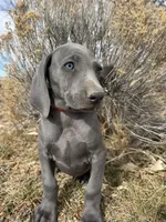 Red Collar - blue female , a female Weimaraner for sale in Joes, CO – Photo 7 of 8