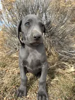 Red Collar - blue female , a female Weimaraner for sale in Joes, CO – Photo 6 of 8