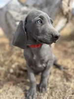 Red Collar - blue female , a female Weimaraner for sale in Joes, CO – Photo 1 of 8