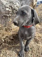 Red Collar - blue female , a female Weimaraner for sale in Joes, CO – Photo 3 of 8