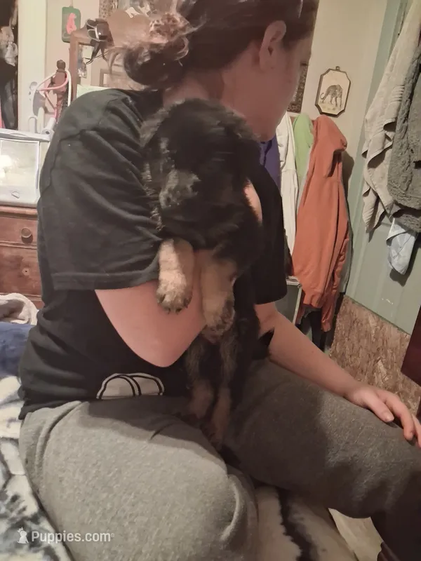 Mary – German Shepherd Dog puppy on hold in Watervliet, MI