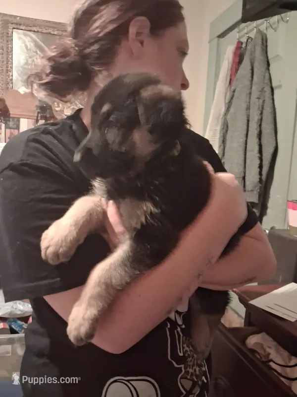 Scrappy – German Shepherd Dog puppy for sale in Watervliet, MI