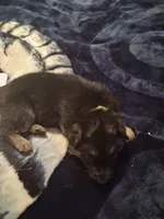 Scrappy, a male German Shepherd Dog for sale in Watervliet, MI – 2 of 2