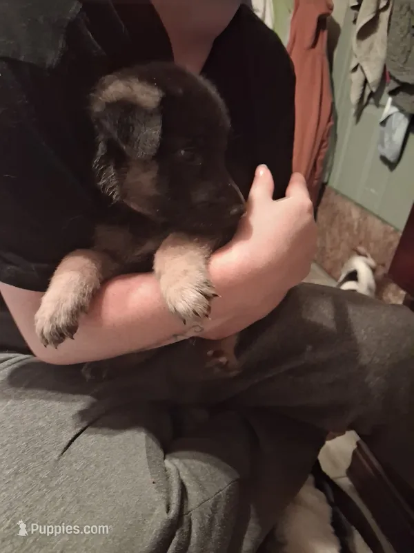 Princess – German Shepherd Dog puppy for sale in Watervliet, MI