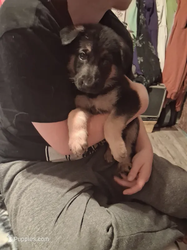 Haus – German Shepherd Dog puppy for sale in Watervliet, MI