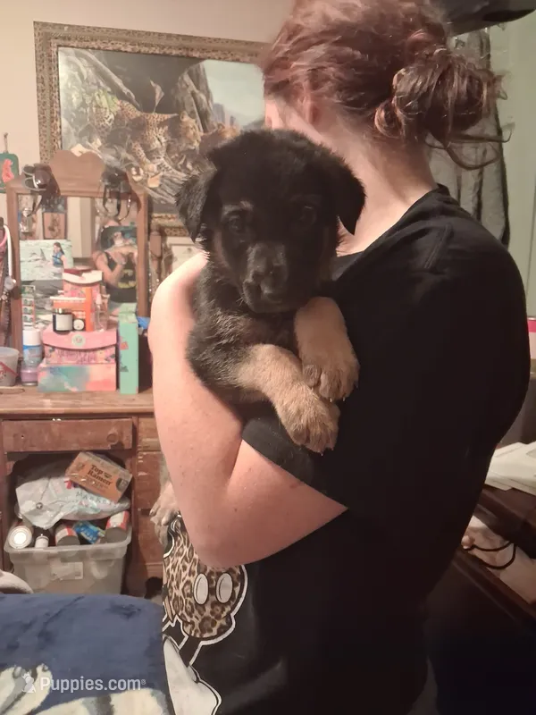 Brat – German Shepherd Dog puppy for sale in Watervliet, MI