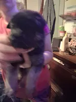 Princess, a female German Shepherd Dog for sale in Watervliet, MI – 2 of 2