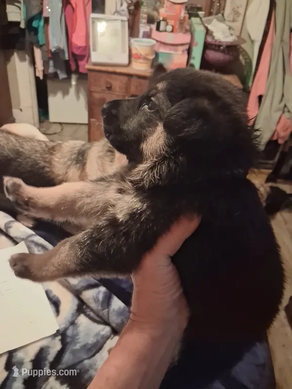 Bear – German Shepherd Dog puppy for sale in Watervliet, MI