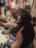 Bear, a male German Shepherd Dog for sale in Watervliet, MI – 1 of 1