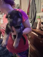 Haus, a male German Shepherd Dog for sale in Watervliet, MI – 2 of 2