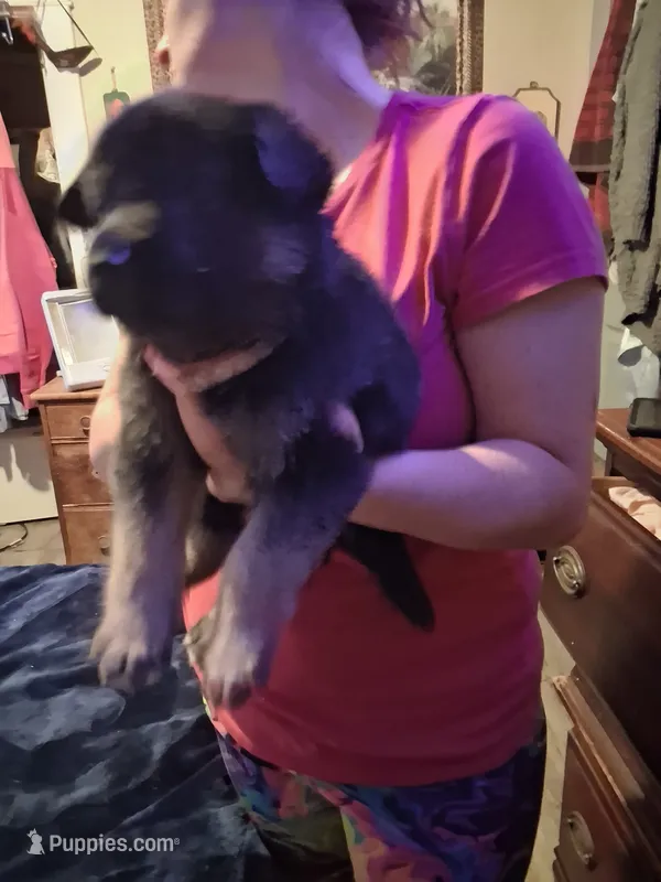 Princess – German Shepherd Dog puppy for sale in Watervliet, MI