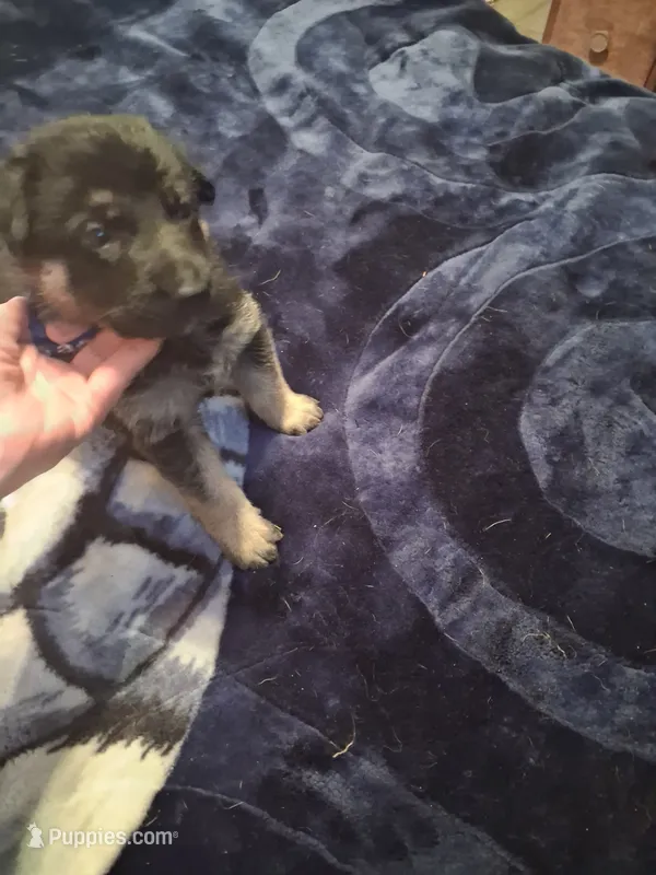 Brat – German Shepherd Dog puppy for sale in Watervliet, MI