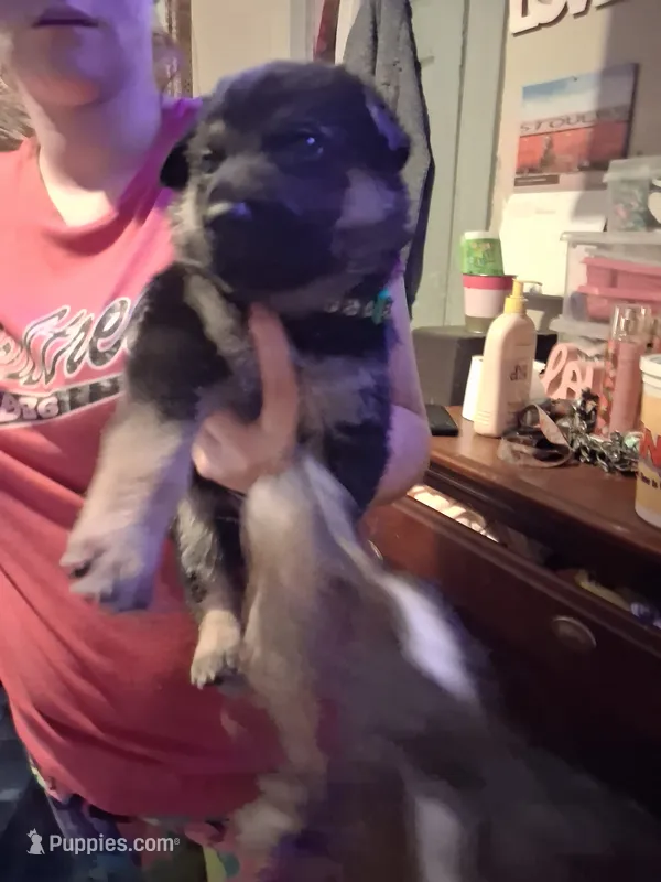 Haus – German Shepherd Dog puppy for sale in Watervliet, MI