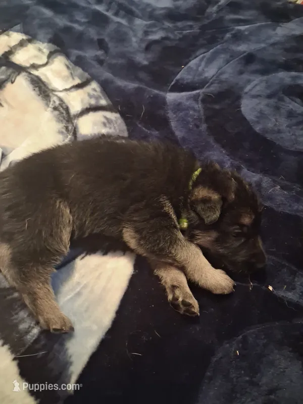 Scrappy – German Shepherd Dog puppy for sale in Watervliet, MI