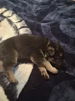 Scrappy, a male German Shepherd Dog for sale in Watervliet, MI – 1 of 2