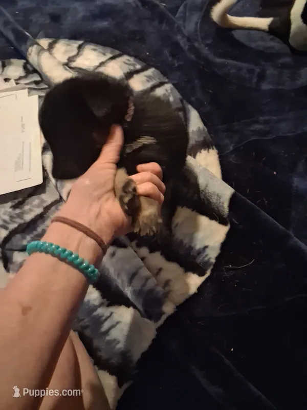 Mary – German Shepherd Dog puppy for sale in Watervliet, MI