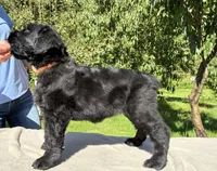 Orange , a female Black Russian Terrier for sale in Hancock, NY – 2 of 2