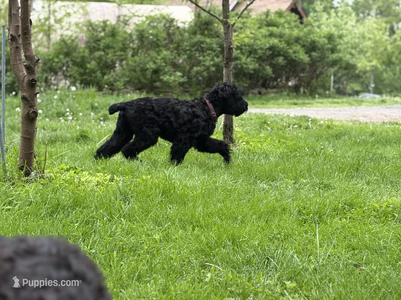 Pink – Black Russian Terrier puppy for sale in Hancock, NY