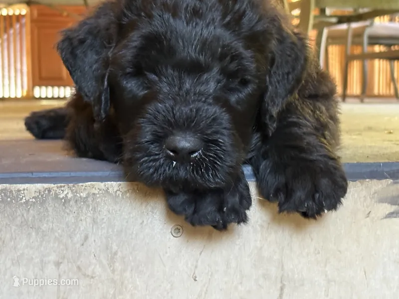 Orange  – Black Russian Terrier puppy for sale in Hancock, NY