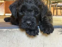 Orange , a female Black Russian Terrier for sale in Hancock, NY – 1 of 2
