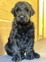 Pink , a female Black Russian Terrier for sale in Hancock, NY – 2 of 2