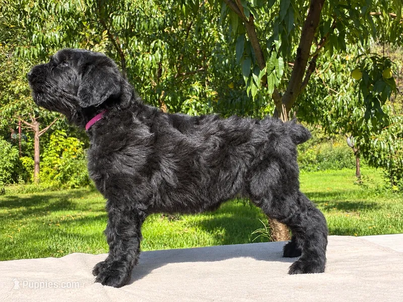 Pink  – Black Russian Terrier puppy for sale in Hancock, NY