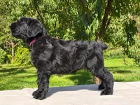 Pink , a female Black Russian Terrier for sale in Hancock, NY – 1 of 2