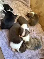 Chocolate and white male, a male Boston Terrier for sale in Sardis, MS – 7 of 10