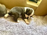 Boston terriers , a male Boston Terrier for sale in Sardis, MS – 1 of 9