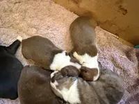 Chocolate and white male, a male Boston Terrier for sale in Sardis, MS – 3 of 10
