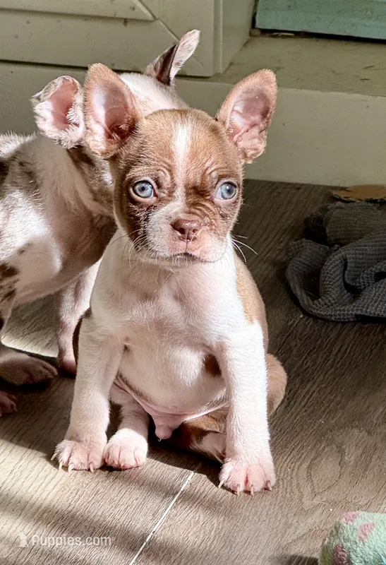 Red and white male – Boston Terrier puppy for sale in Sardis, MS